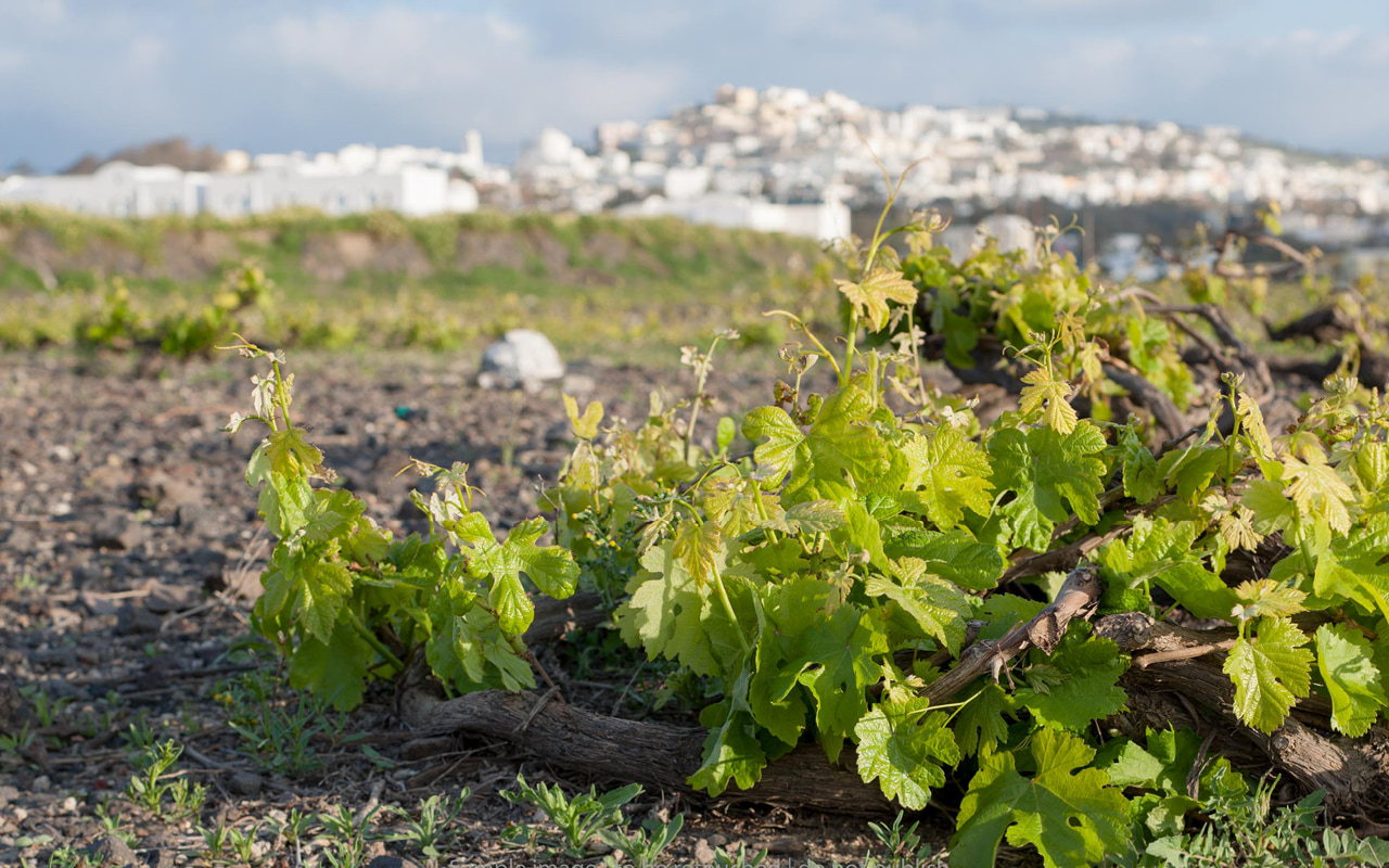 Santorini Wine Roads